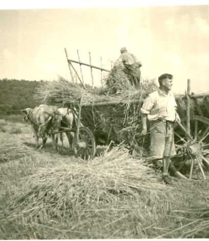 Garbenernte 1940